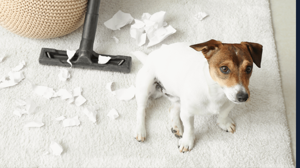 How to Keep Floors Clean with Dogs