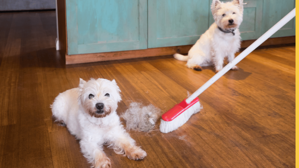 Keep Floors Clean with Dogs,