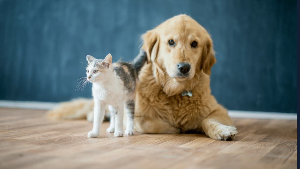 Pet-Safe Floor Cleaners