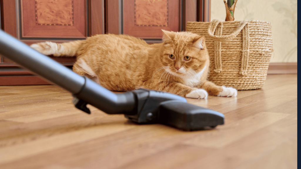 Pet-Safe Floor Cleaners for Homes with Animals